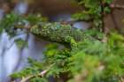 A flap-necked chameleon in a tree Ndutu-Ngorongoro Conservation Area-Tanzania Art Print
